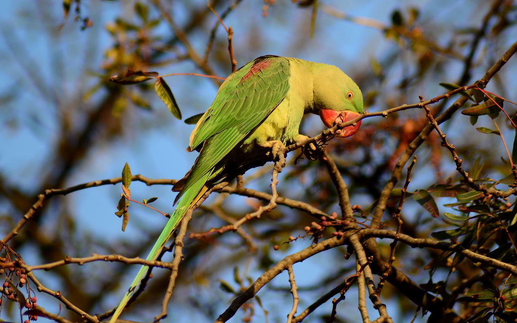 İskender papağanı » Alexandrine Parakeet » Psittacula eupatria
