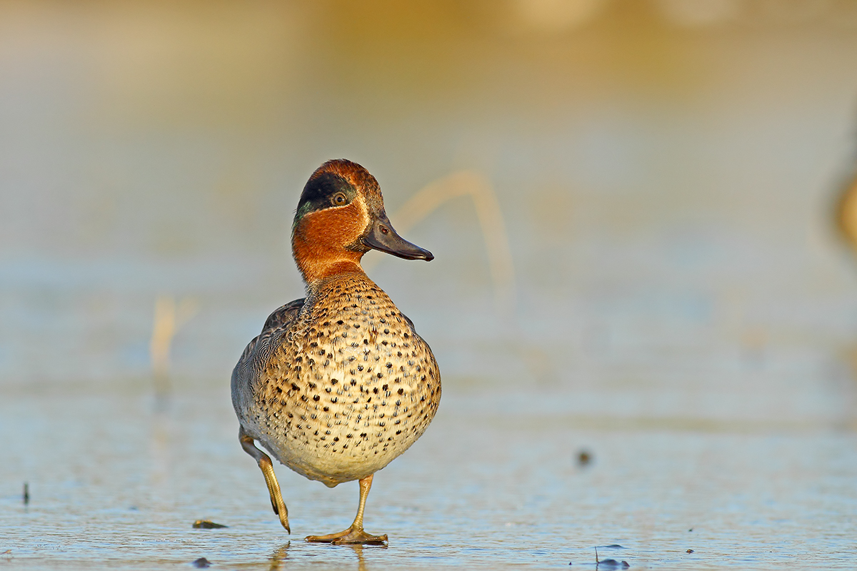Çamurcun » Eurasian Teal » Anas crecca