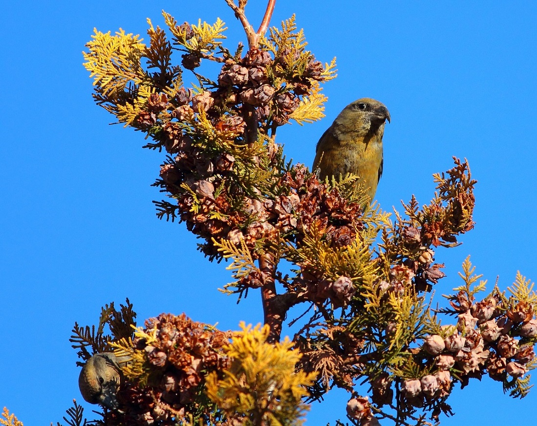 Çaprazgaga » Red Crossbill » Loxia curvirostra