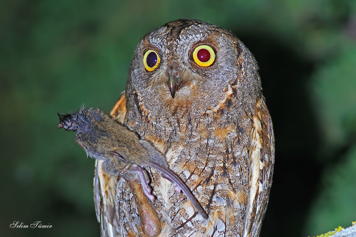 İshakkuşu » Eurasian Scops Owl » Otus scops