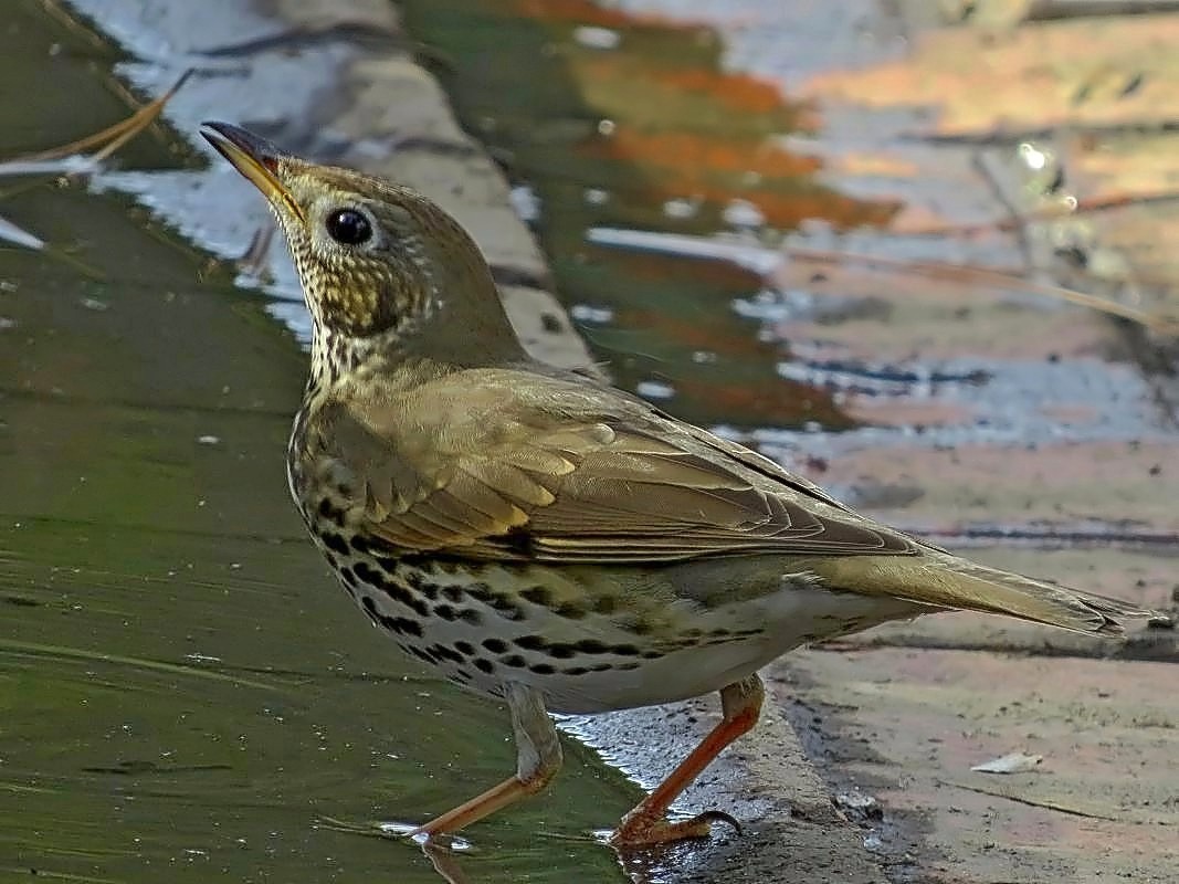 Öter ardıç » Song Thrush » Turdus philomelos
