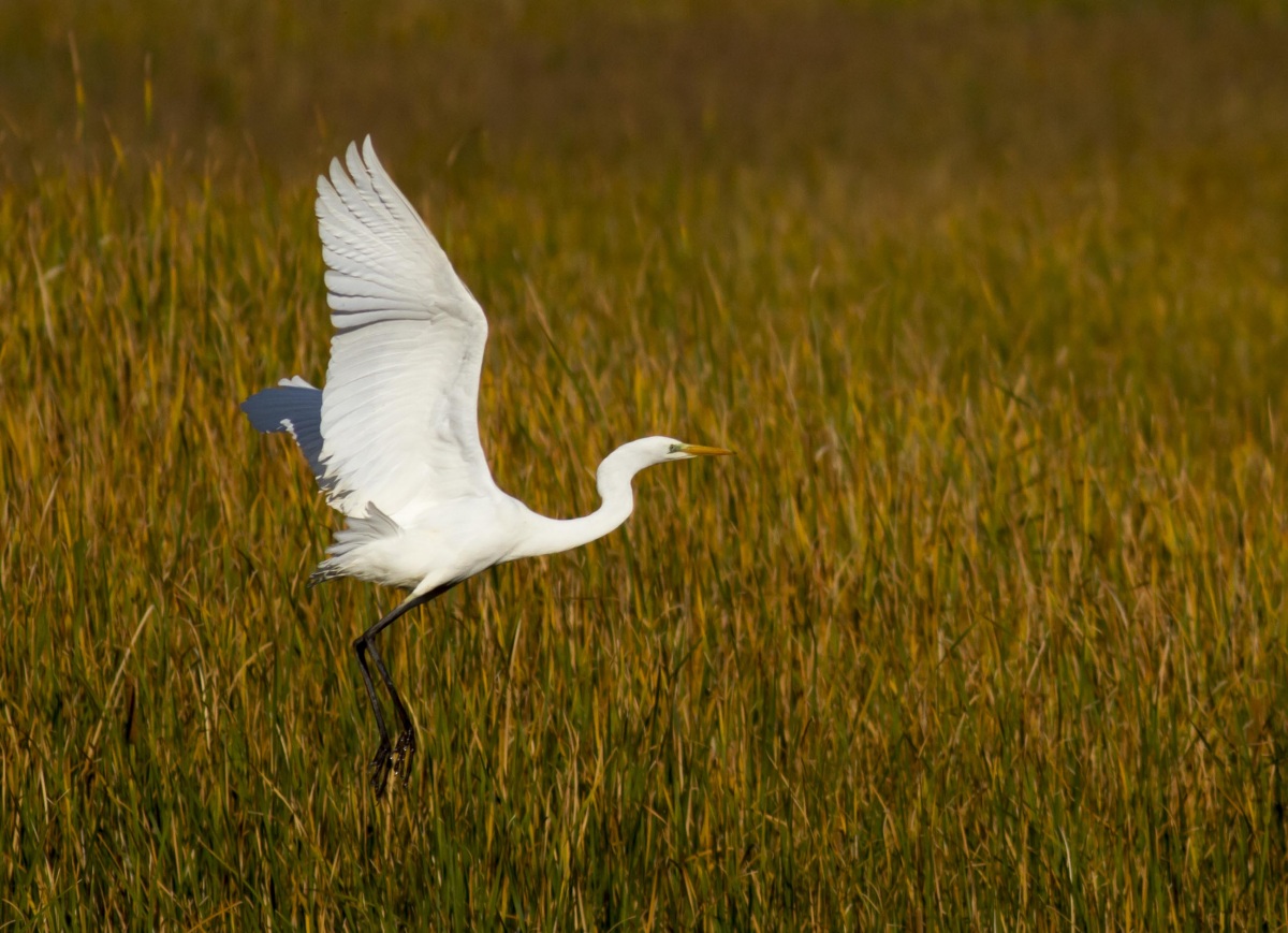 Büyük ak balıkçıl » Great Egret » Ardea alba
