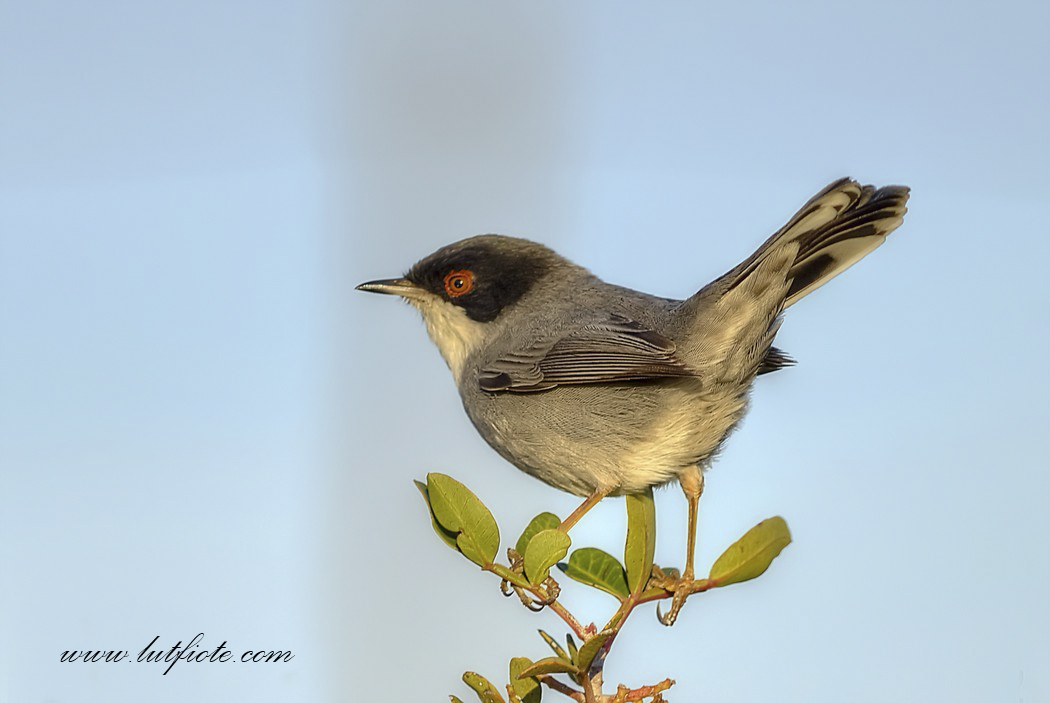 Maskeli ötleğen » Sardinian Warbler » Sylvia melanocephala