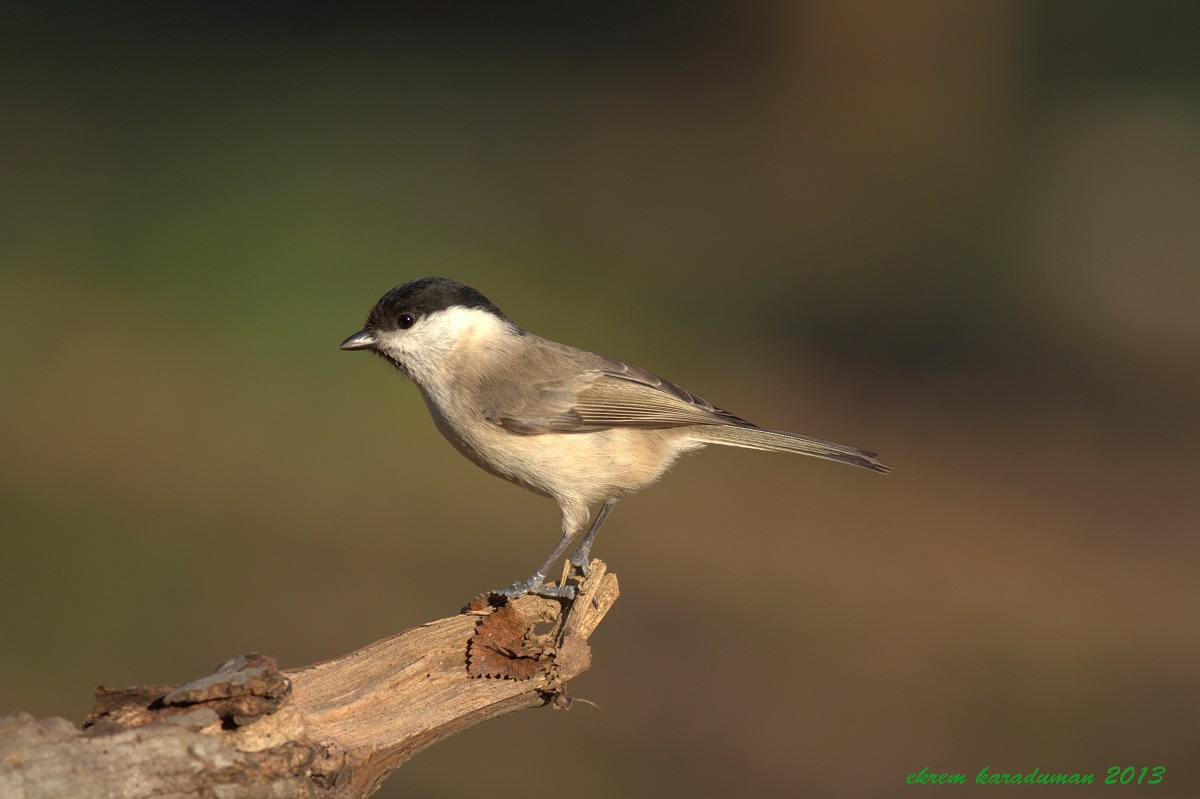 Kayın baştankarası » Marsh Tit » Poecile palustris
