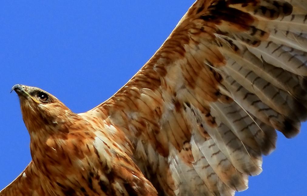 Kızıl şahin » Long-legged Buzzard » Buteo rufinus
