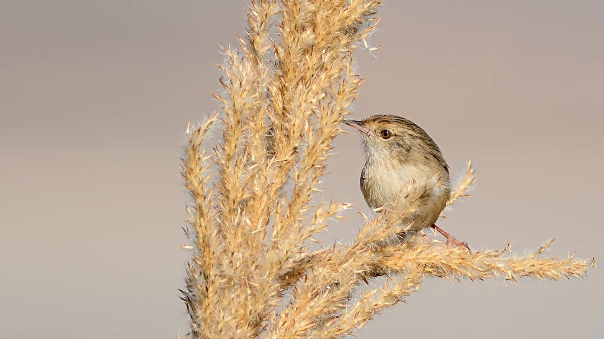 Dikkuyruklu ötleğen » Delicate prinia » Prinia lepida