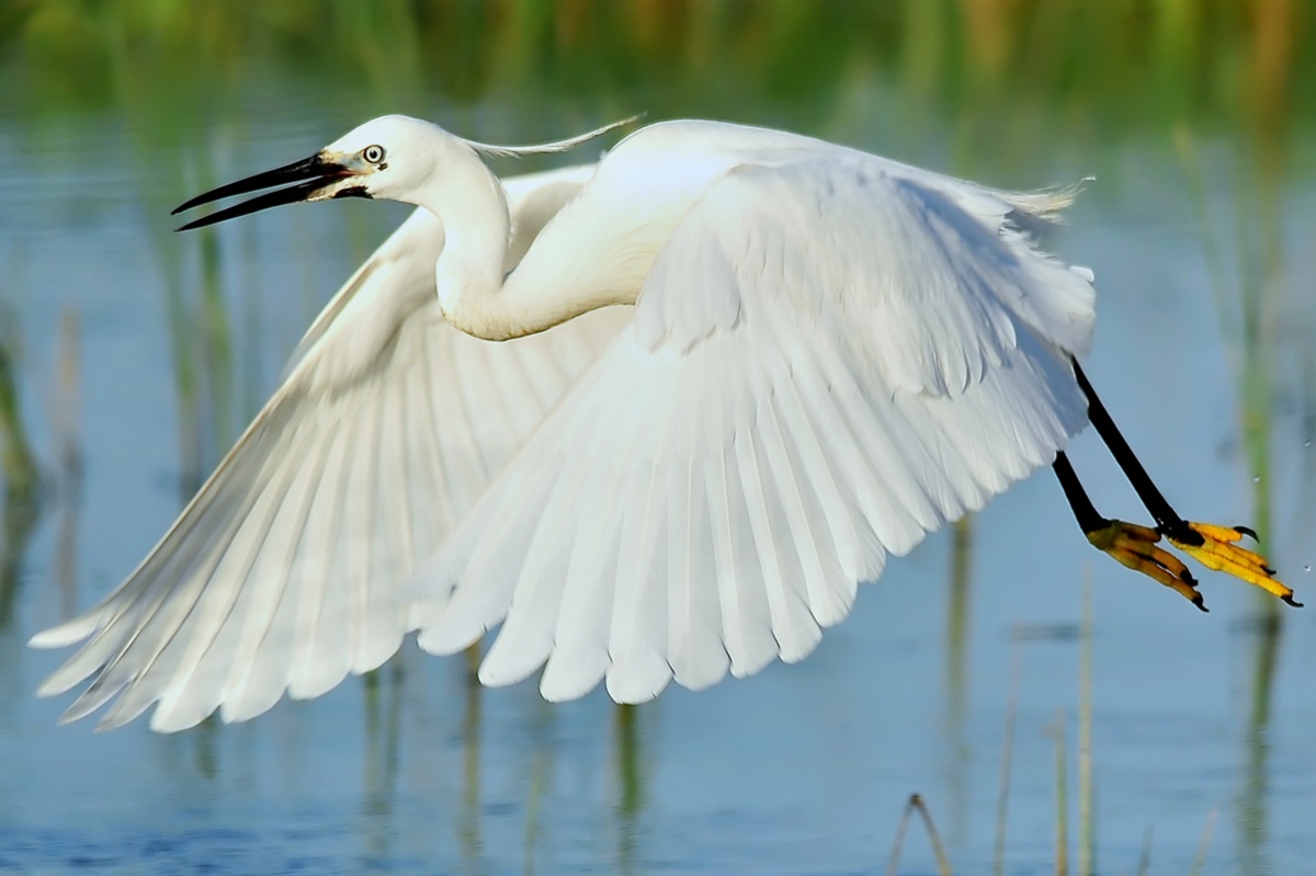 Küçük ak balıkçıl » Little Egret » Egretta garzetta