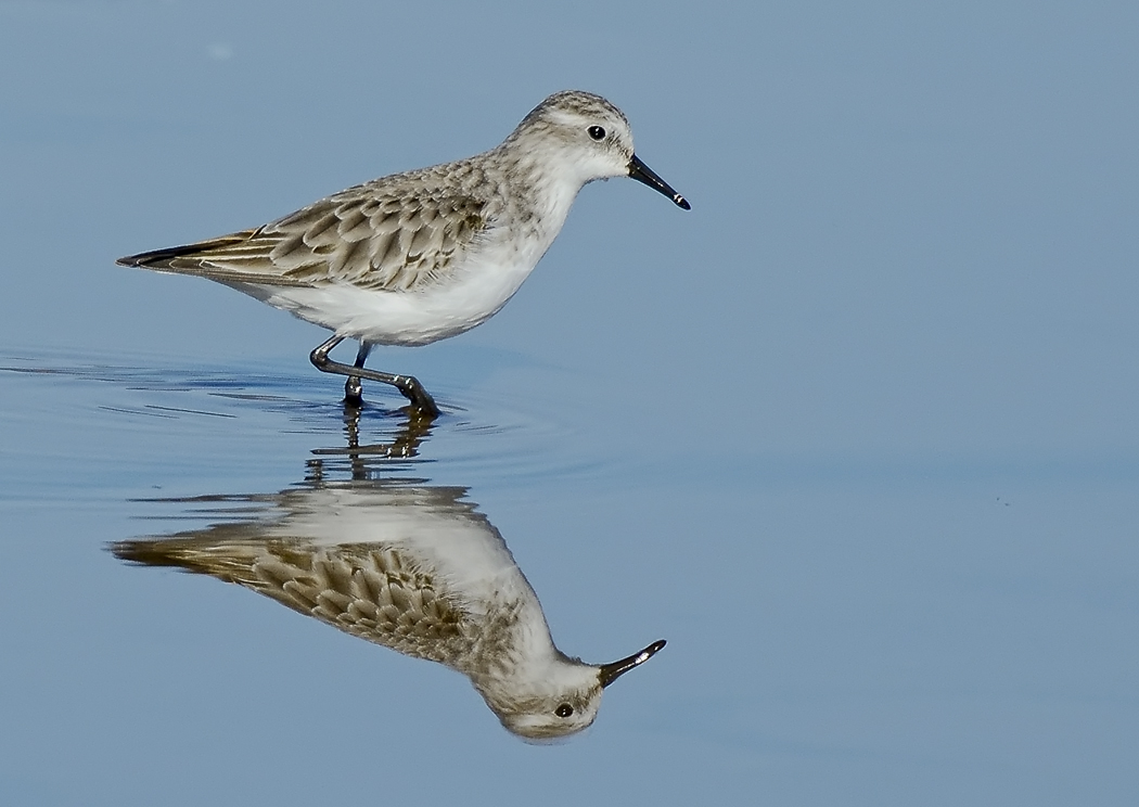 Küçük kumkuşu » Little Stint » Calidris minuta