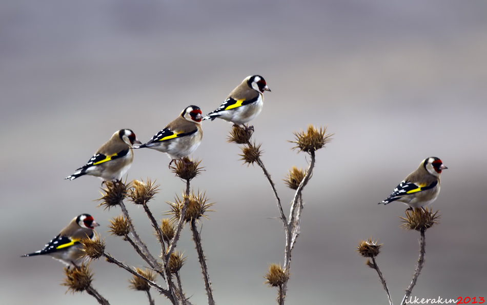 Saka » European Goldfinch » Carduelis carduelis