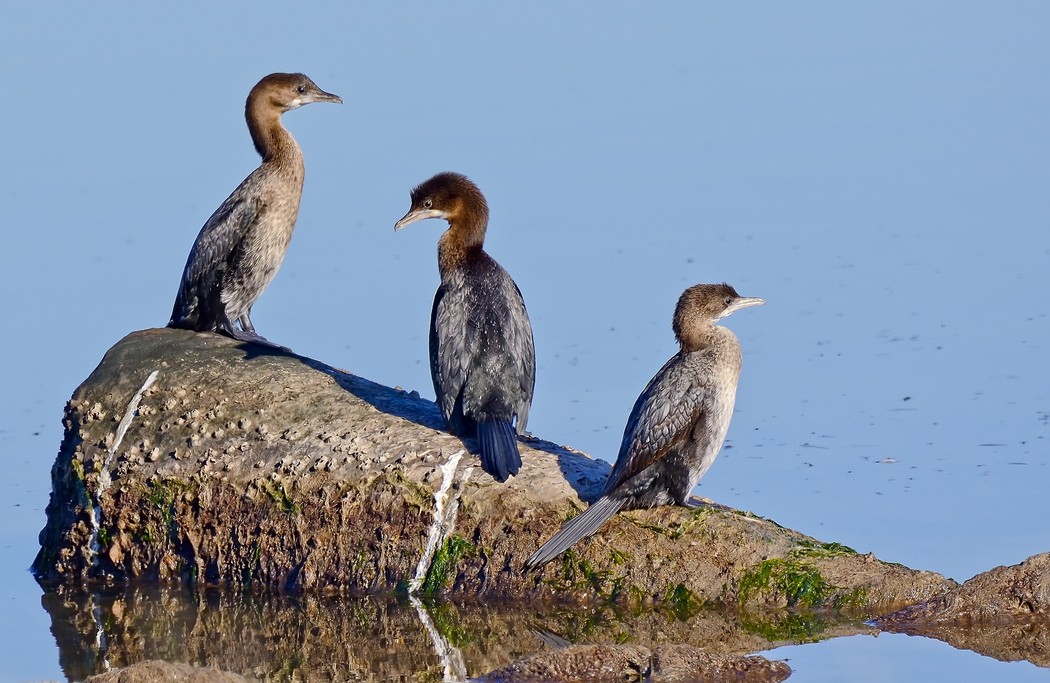 Küçük karabatak » Pygmy Cormorant » Microcarbo pygmaeus