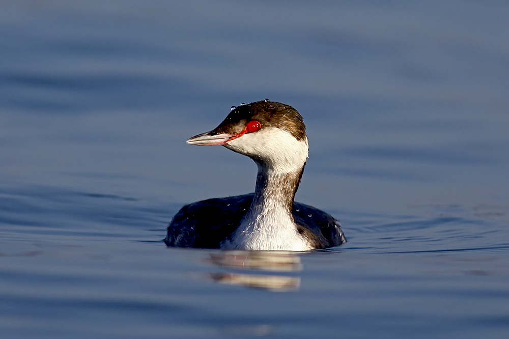 Kulaklı batağan » Horned Grebe » Podiceps auritus