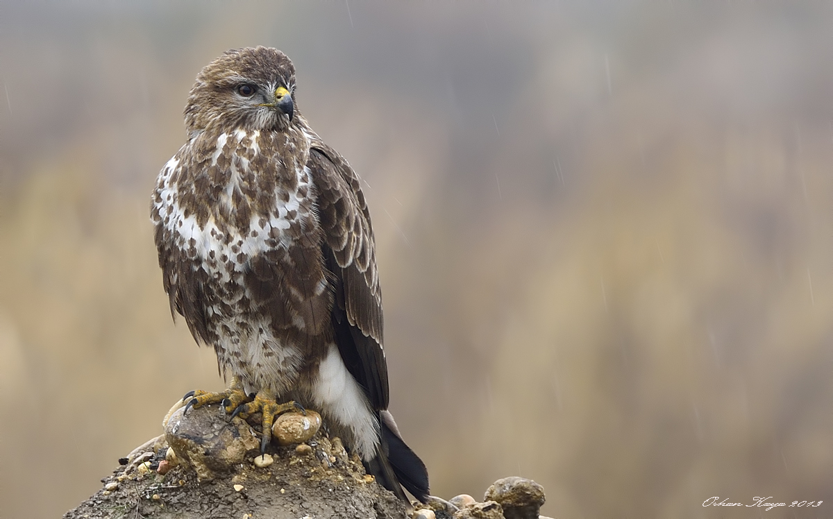Şahin » Common Buzzard » Buteo buteo