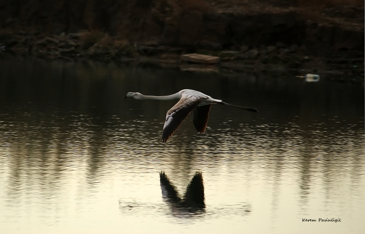 Flamingo » Greater Flamingo » Phoenicopterus roseus