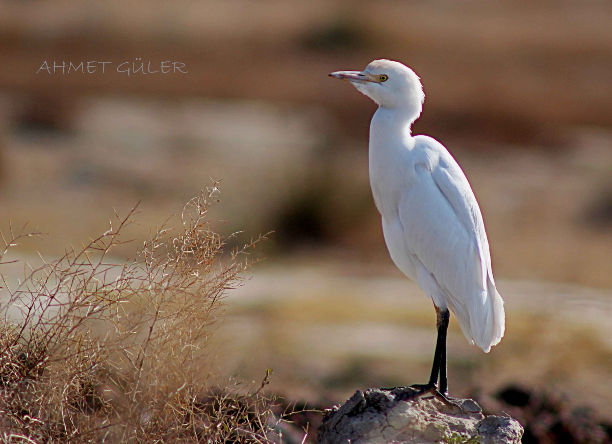 Sığır balıkçılı » Western Cattle Egret » Ardea ibis