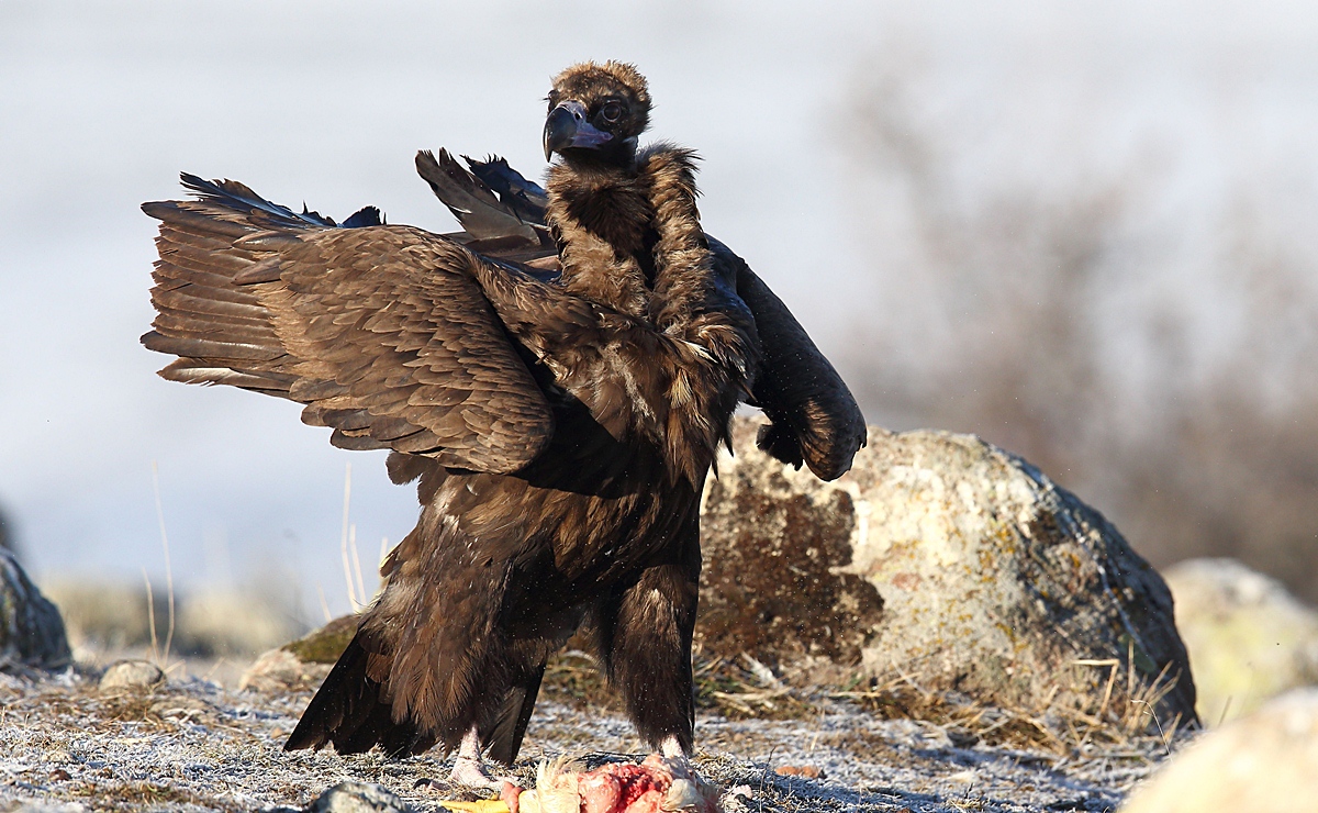 Kara akbaba » Cinereous Vulture » Aegypius monachus