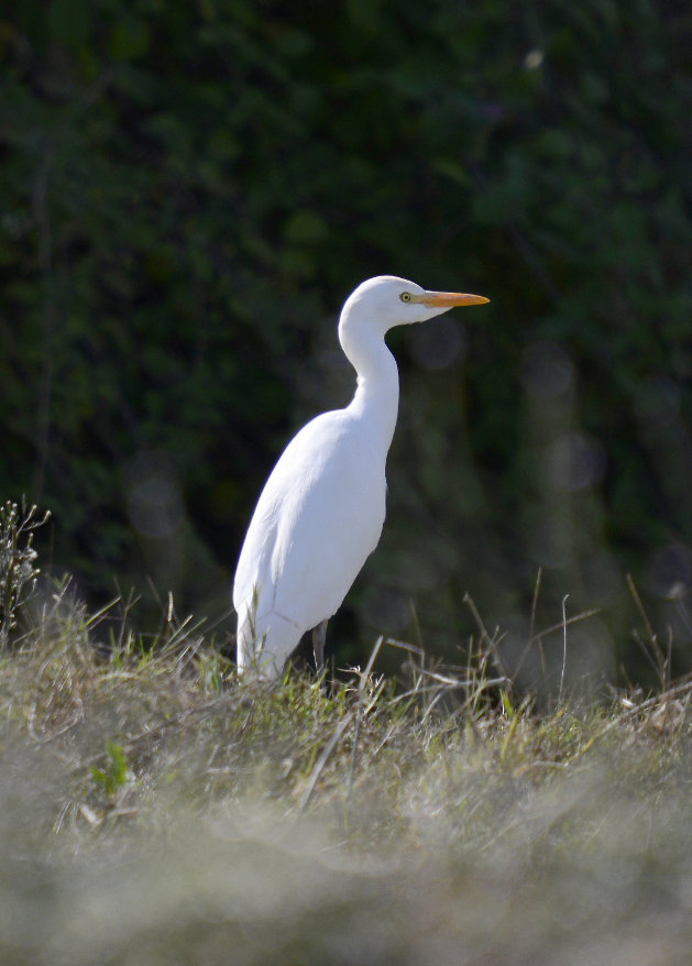 Sığır balıkçılı » Western Cattle Egret » Ardea ibis