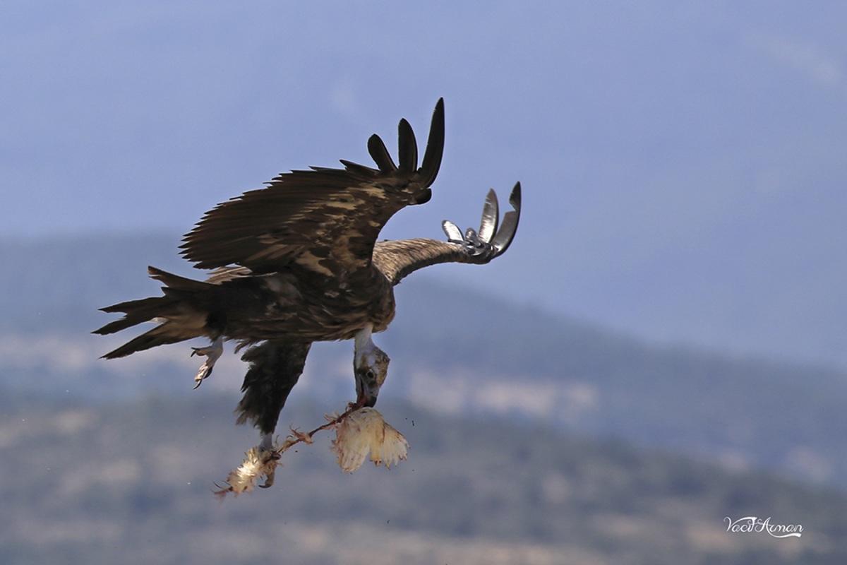 Kara akbaba » Cinereous Vulture » Aegypius monachus