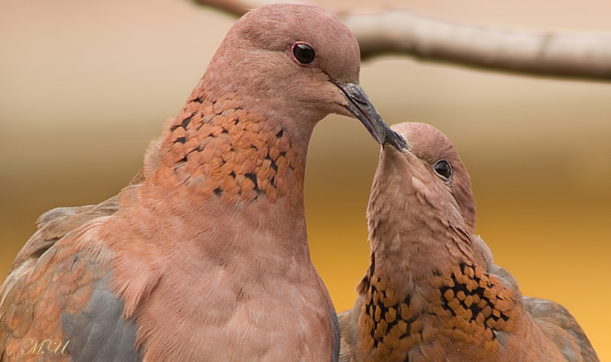 Küçük kumru » Laughing Dove » Spilopelia senegalensis