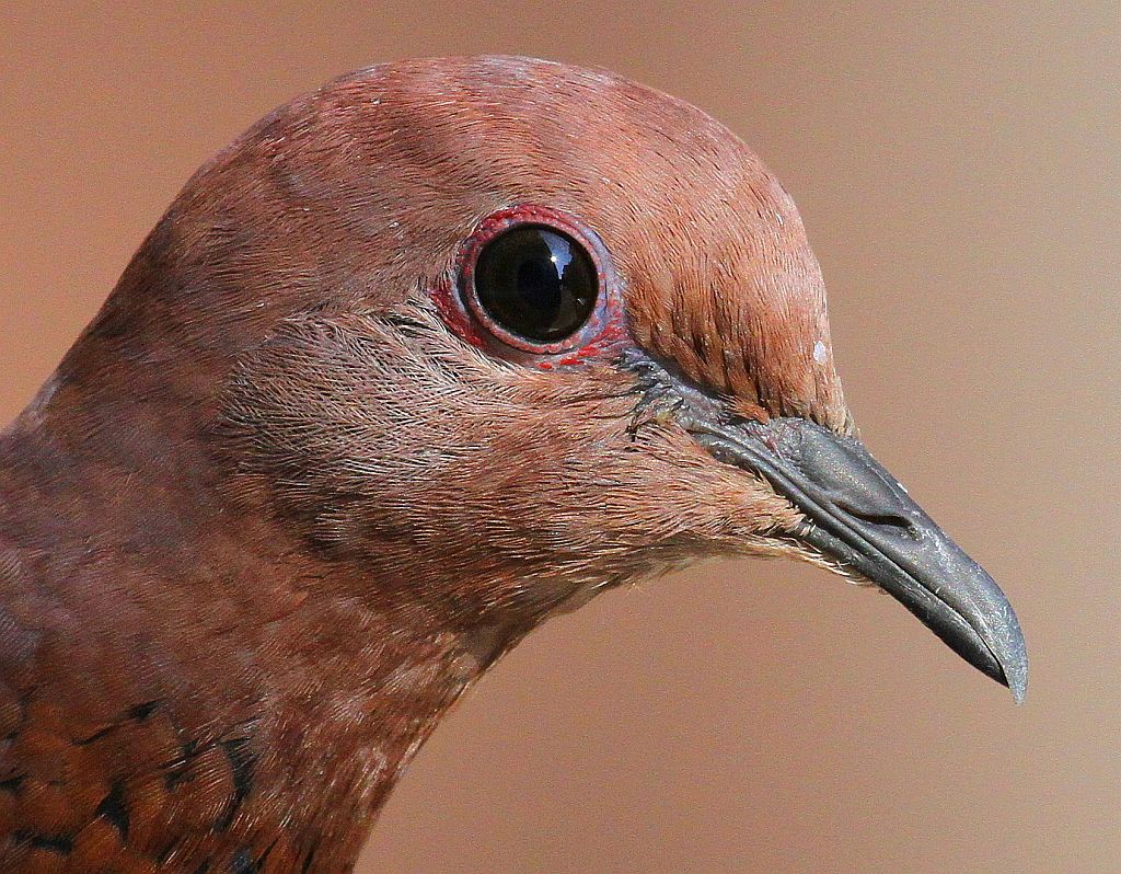 Küçük Kumru » Laughing Dove » Spilopelia senegalensis