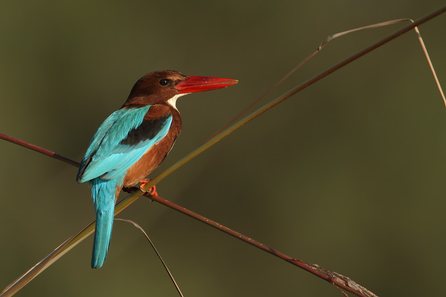 İzmir yalıçapkını » White-throated Kingfisher » Halcyon smyrnensis