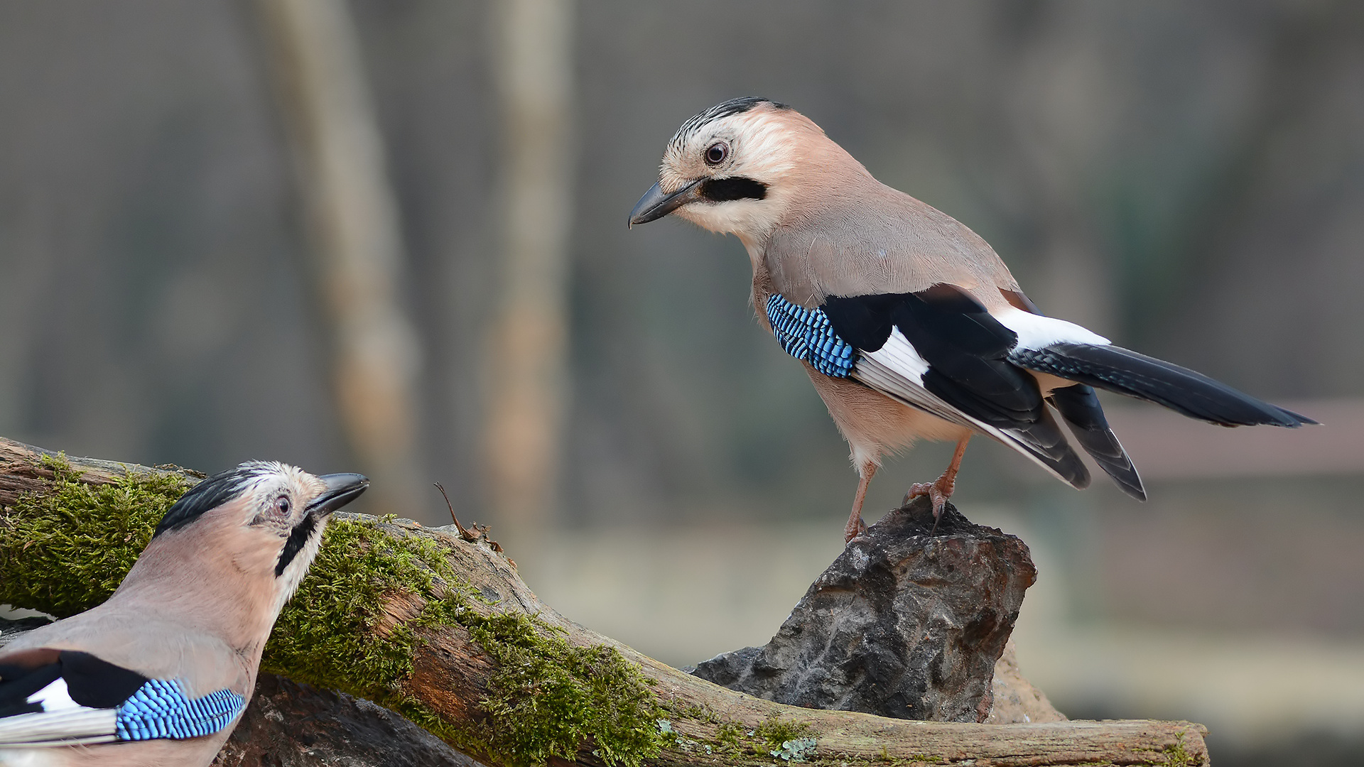 Alakarga » Eurasian Jay » Garrulus glandarius