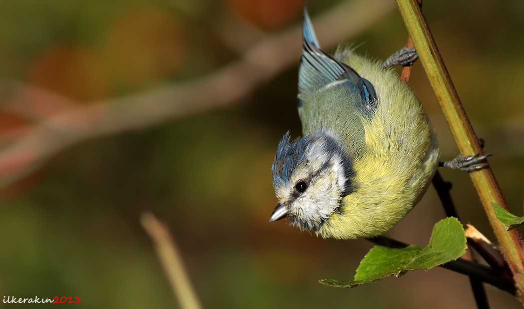 Mavi baştankara » Eurasian Blue Tit » Cyanistes caeruleus