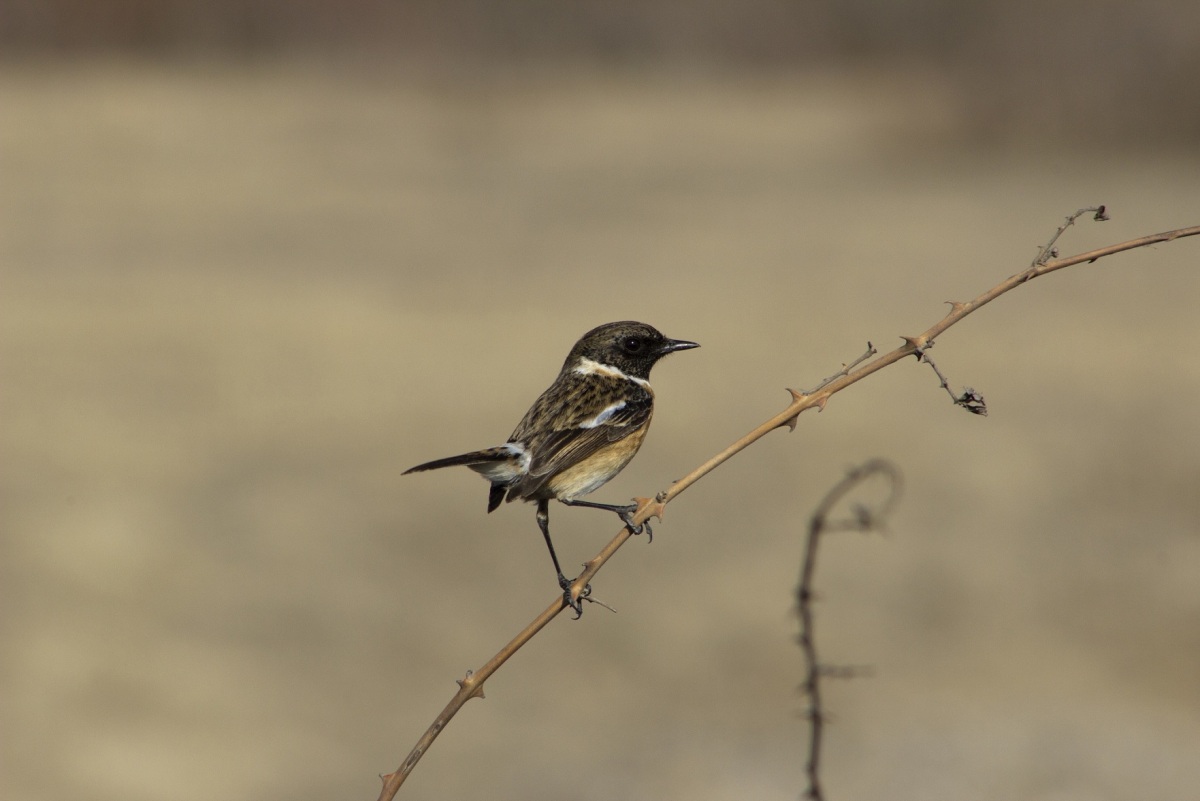 Taşkuşu » European Stonechat » Saxicola rubicola
