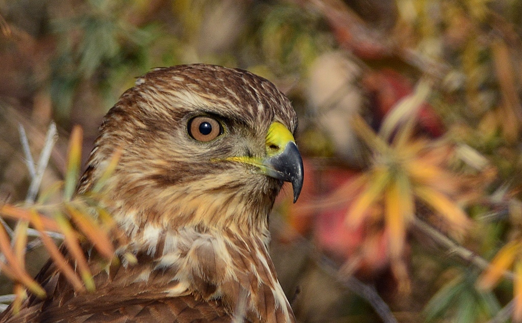 Şahin » Common Buzzard » Buteo buteo