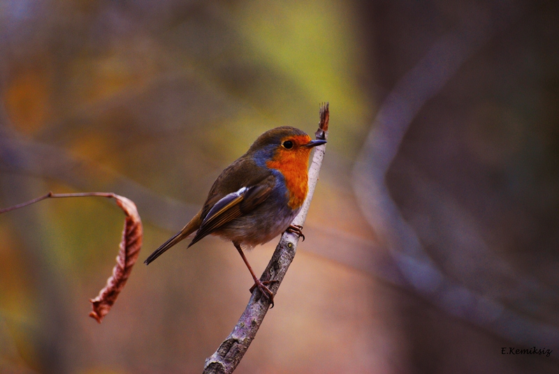 Kızılgerdan » European Robin » Erithacus rubecula