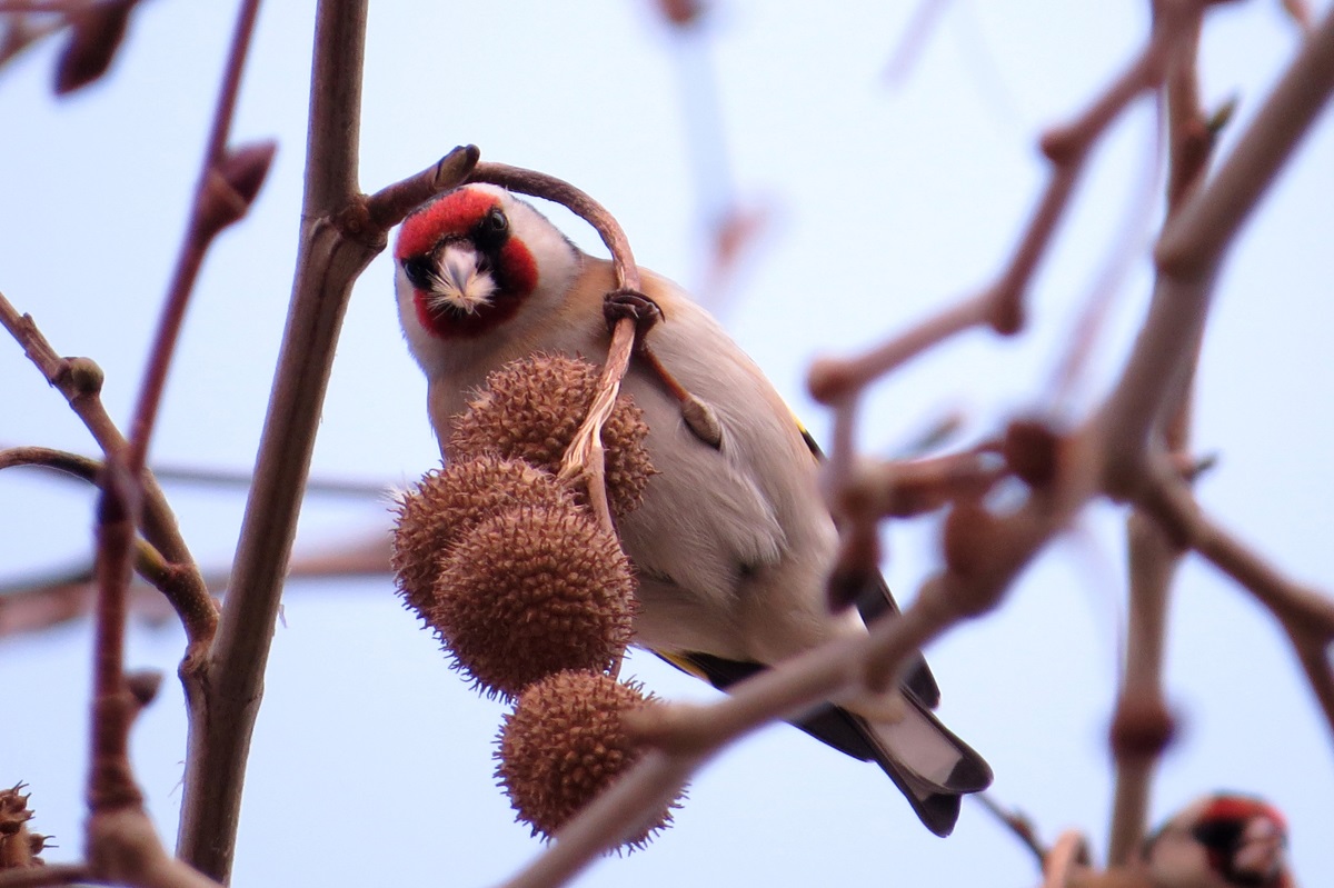 Saka » European Goldfinch » Carduelis carduelis