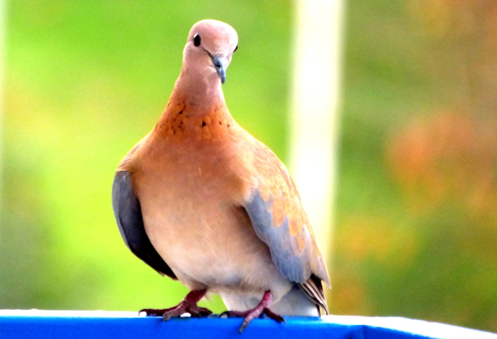 Küçük kumru » Laughing Dove » Spilopelia senegalensis