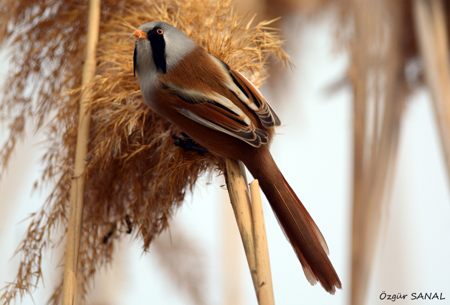 Bıyıklı baştankara » Bearded Reedling » Panurus biarmicus