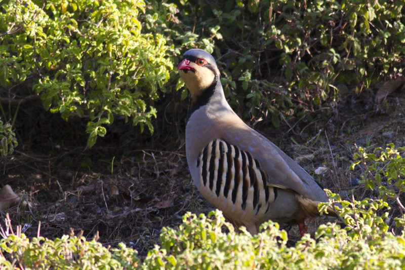Kınalı keklik » Chukar Partridge » Alectoris chukar