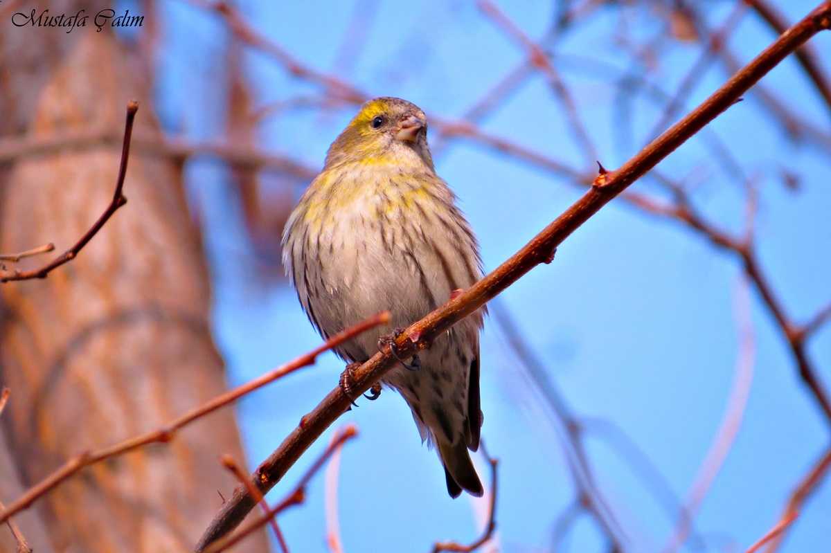 Karabaşlı iskete » Eurasian Siskin » Spinus spinus