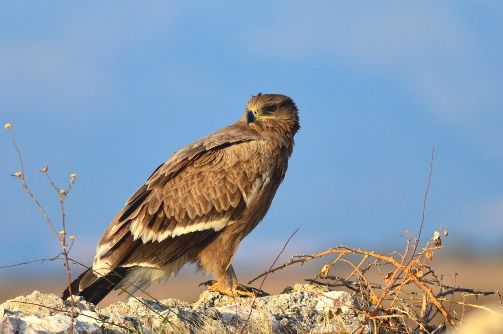 Bozkır kartalı » Steppe Eagle » Aquila nipalensis