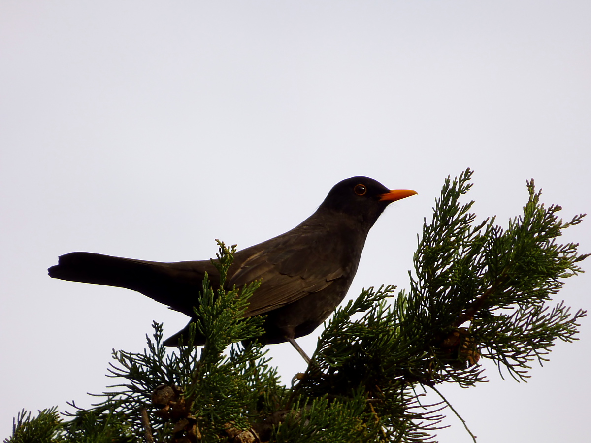 Karatavuk » Common Blackbird » Turdus merula