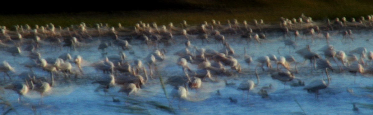 Flamingo » Greater Flamingo » Phoenicopterus roseus