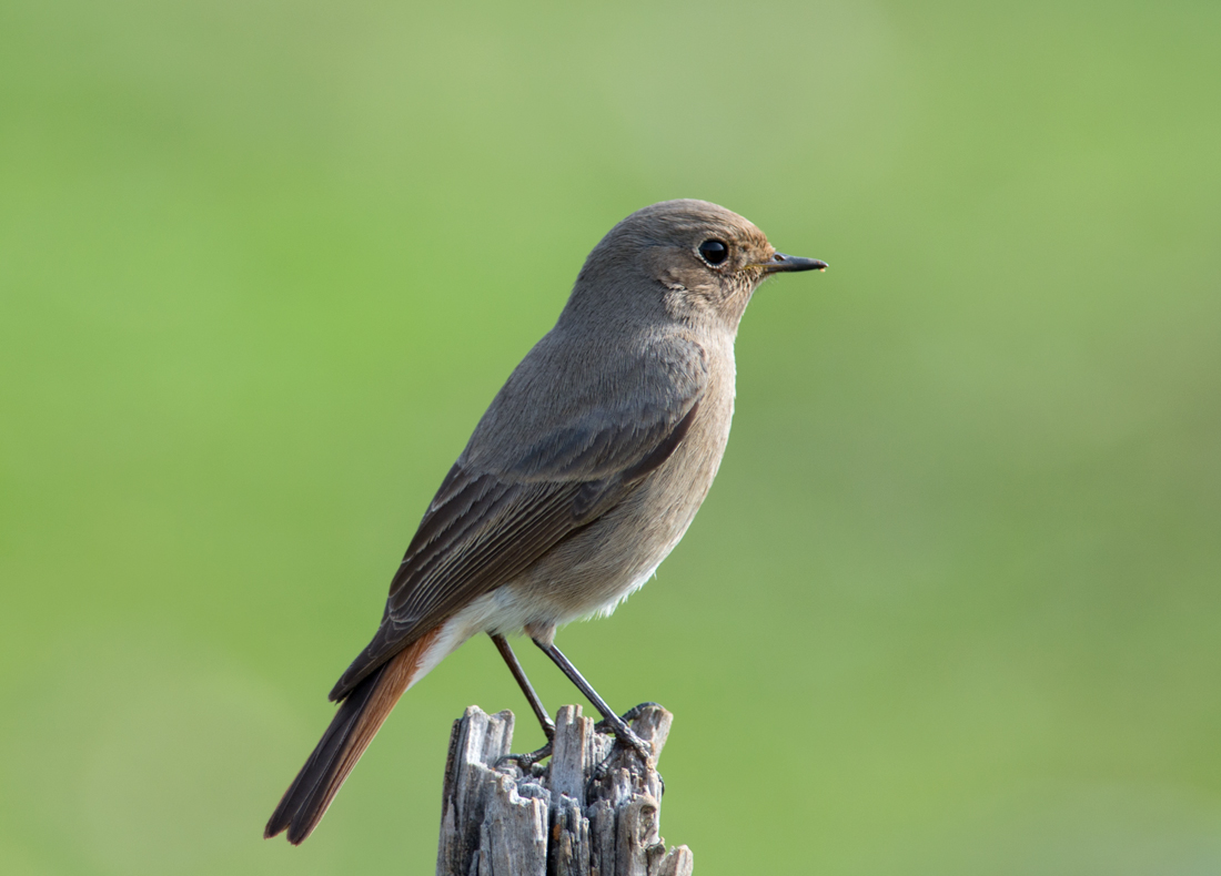 Kara kızılkuyruk » Black Redstart » Phoenicurus ochruros