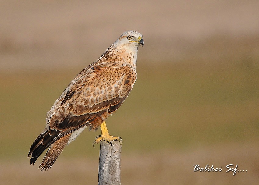 Kızıl şahin » Long-legged Buzzard » Buteo rufinus