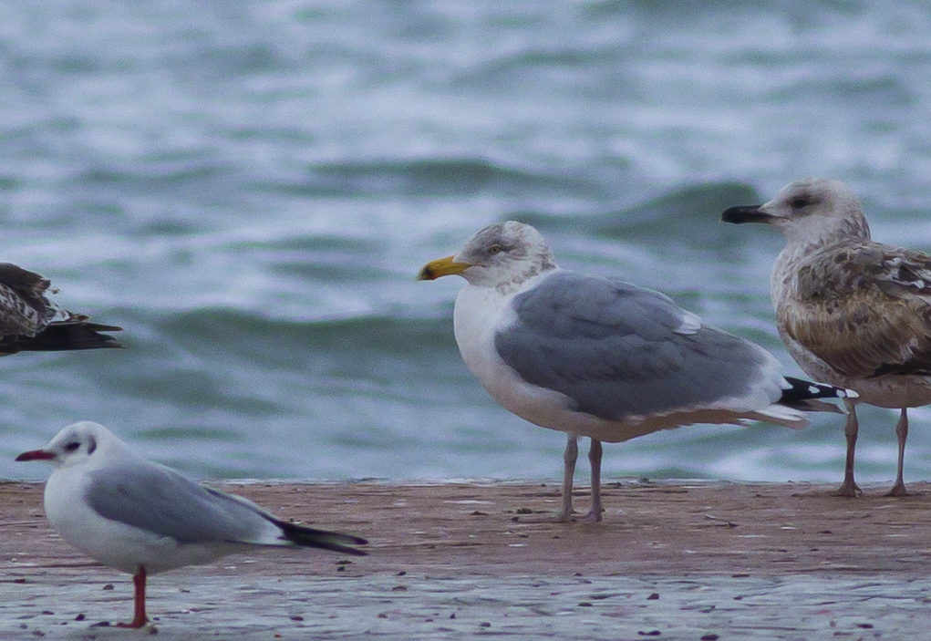 Kuzey gümüş martı » European Herring Gull » Larus argentatus