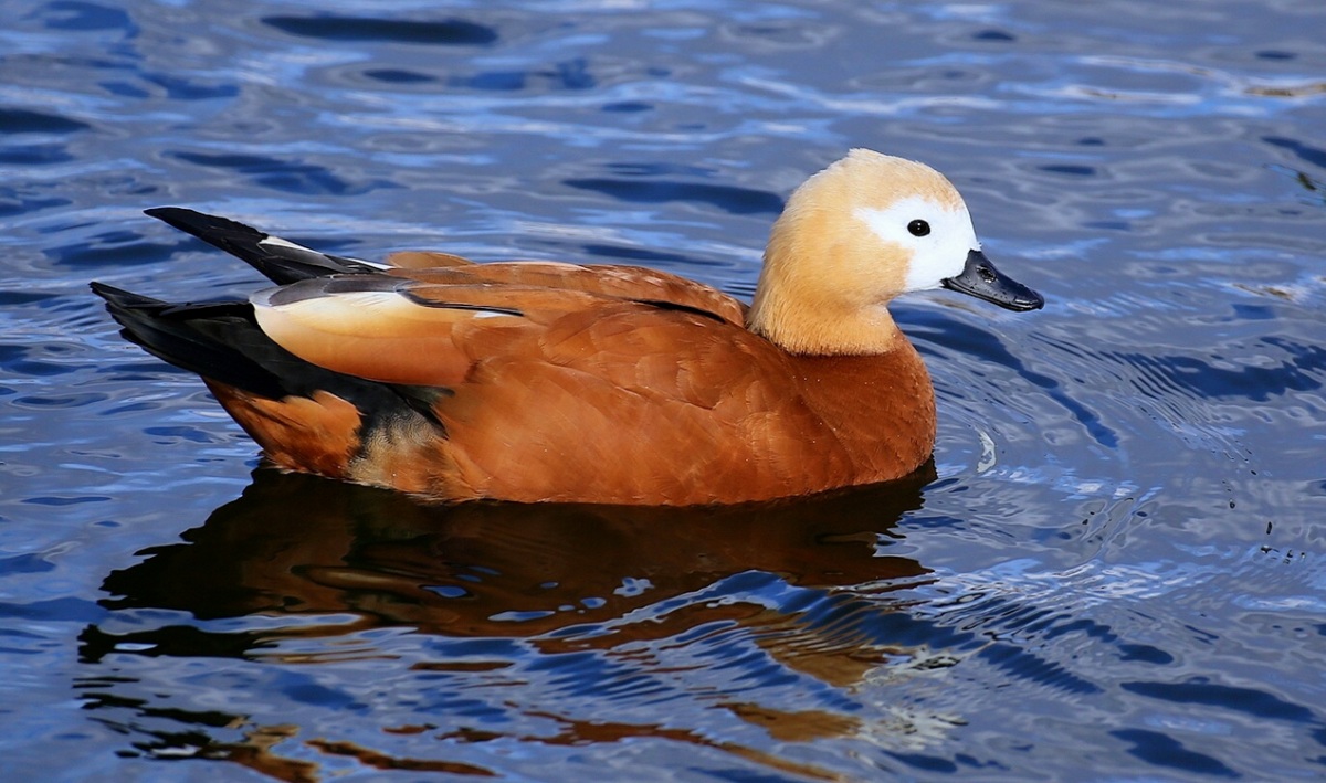 Angıt » Ruddy Shelduck » Tadorna ferruginea
