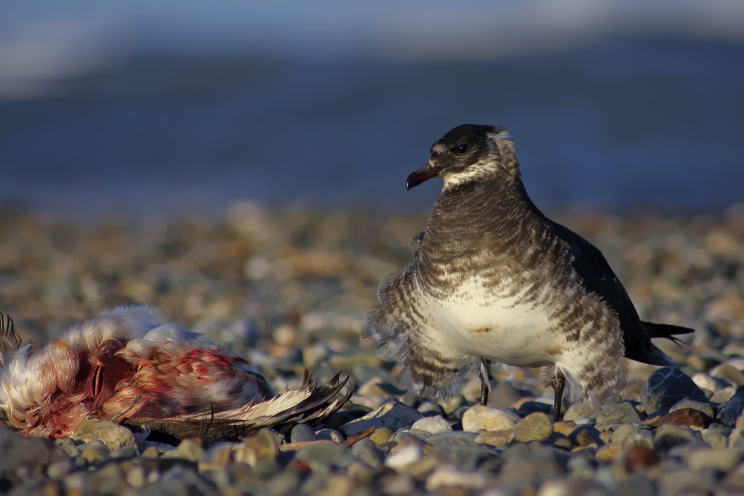 Korsanmartı » Parasitic Jaeger » Stercorarius parasiticus