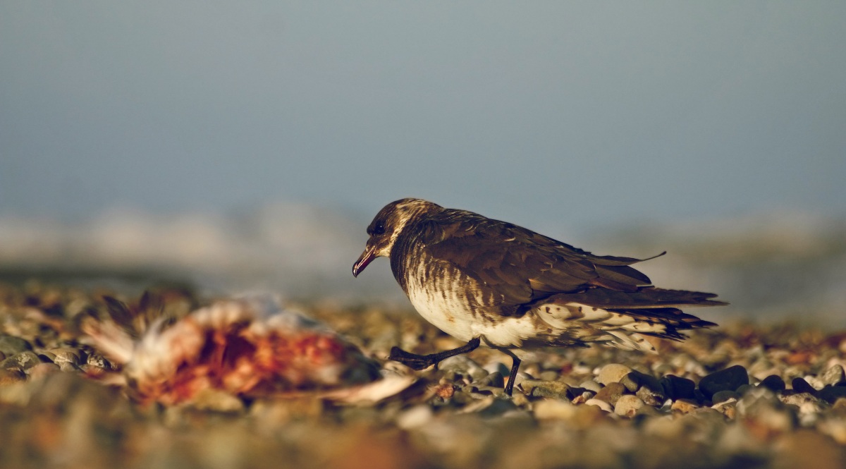 Korsanmartı » Parasitic Jaeger » Stercorarius parasiticus