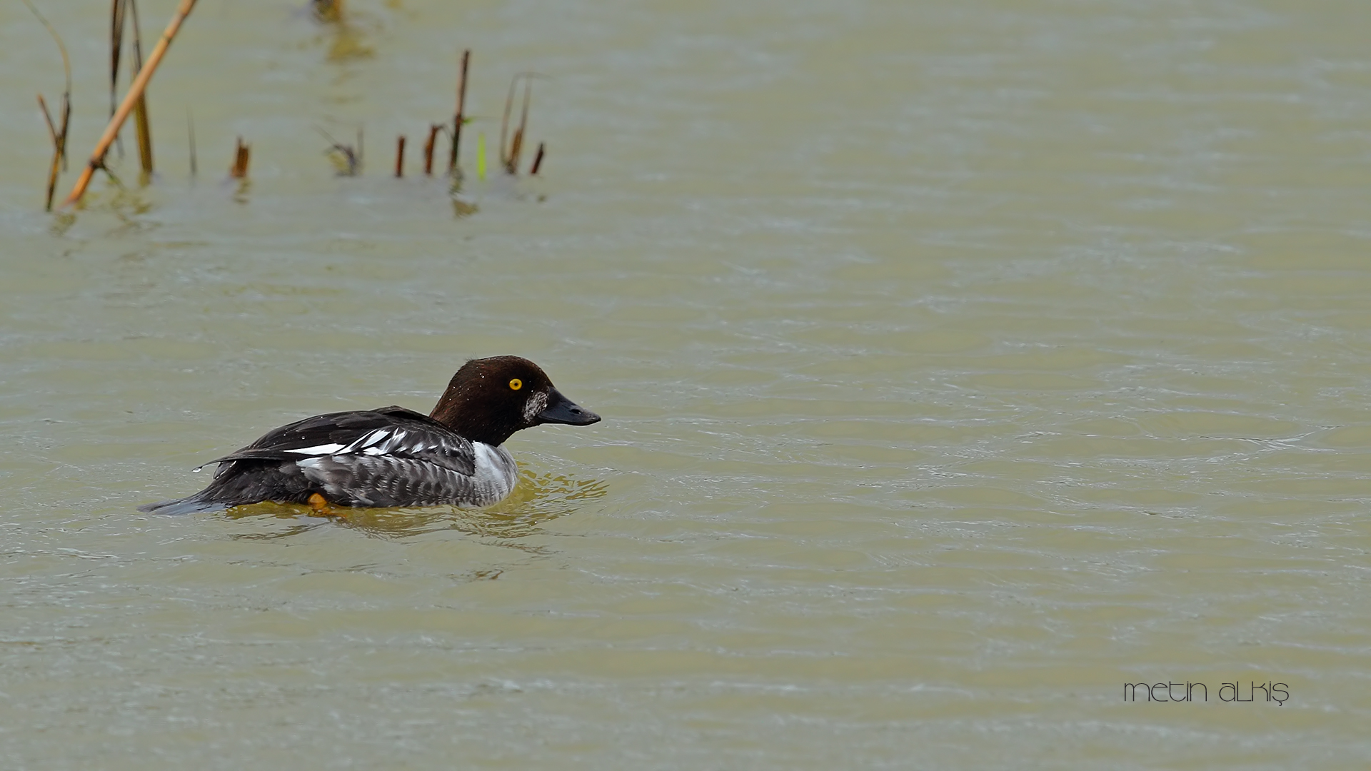 Altıngöz » Common Goldeneye » Bucephala clangula