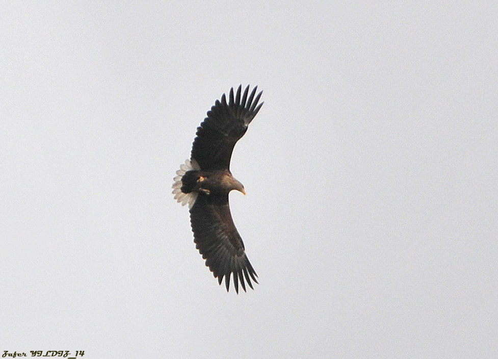 Akkuyruklu kartal » White-tailed Eagle » Haliaeetus albicilla