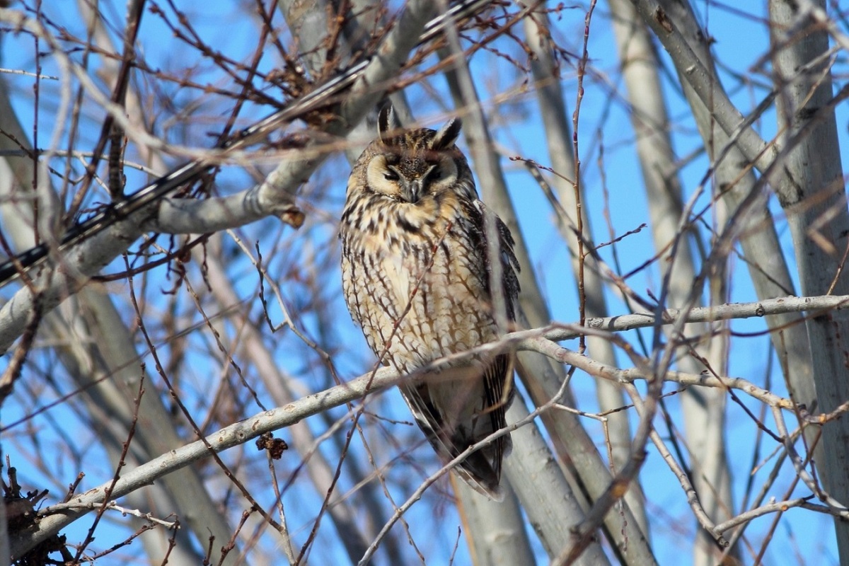 Kulaklı orman baykuşu » Long-eared Owl » Asio otus