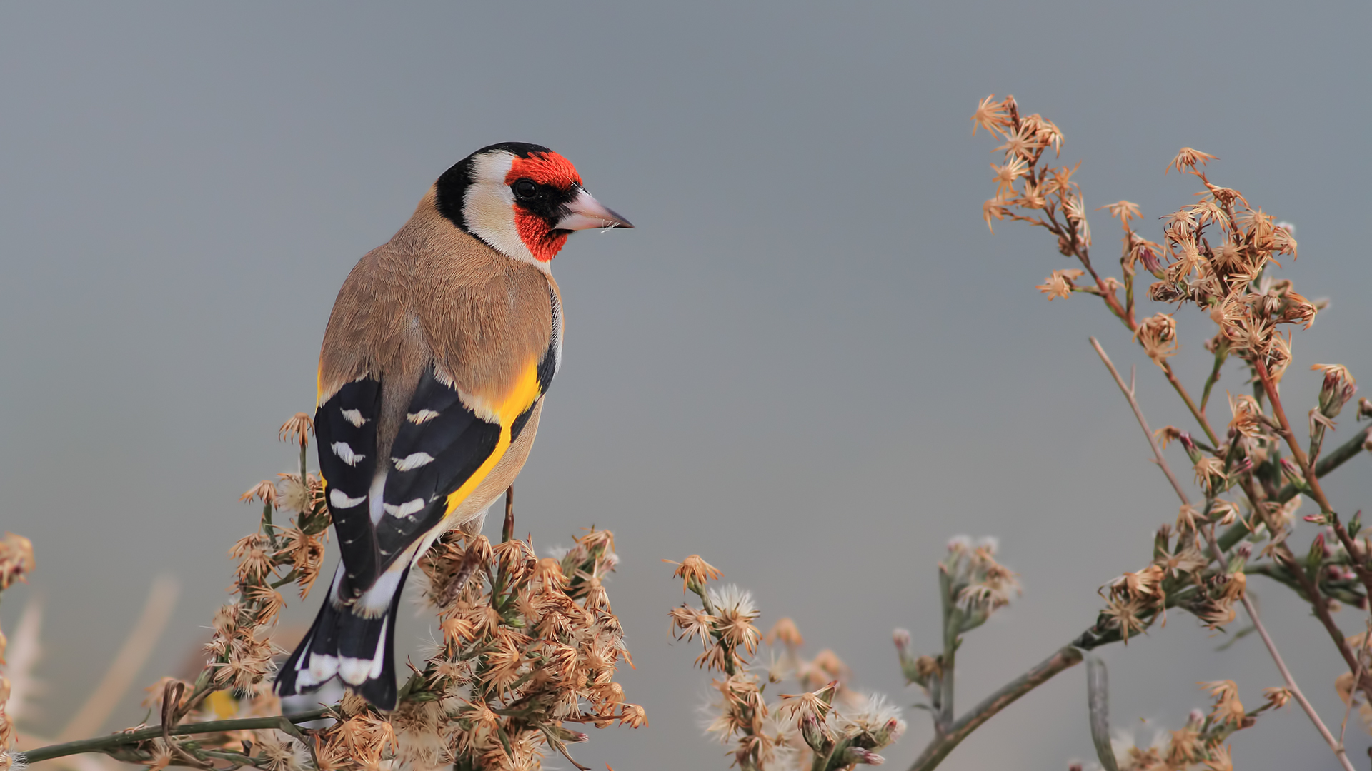 Saka » European Goldfinch » Carduelis carduelis
