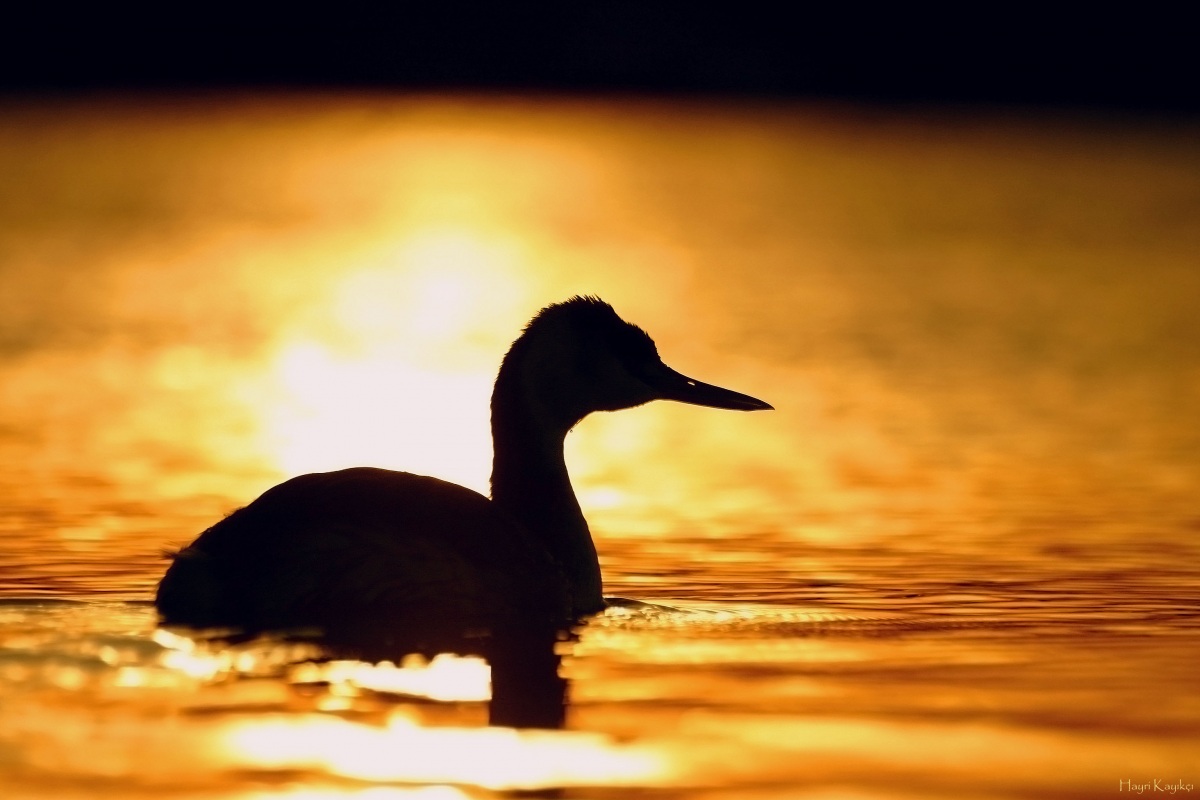 Bahri » Great Crested Grebe » Podiceps cristatus