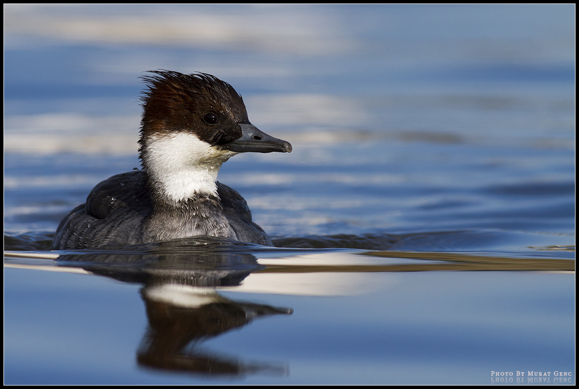 Sütlabi » Smew » Mergellus albellus