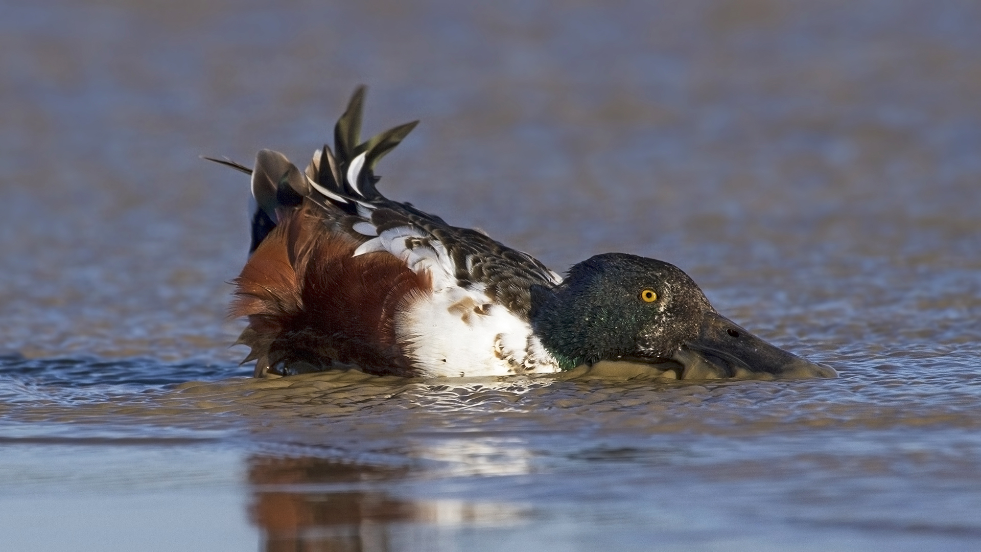 Kaşıkgaga » Northern Shoveler » Spatula clypeata